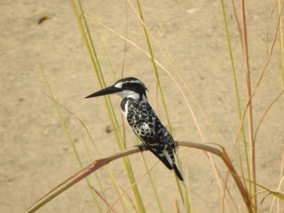 Pied Kingfisher - ML276325071