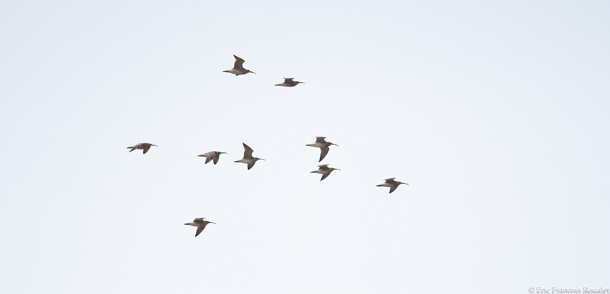 Whimbrel (European) - ML276326071