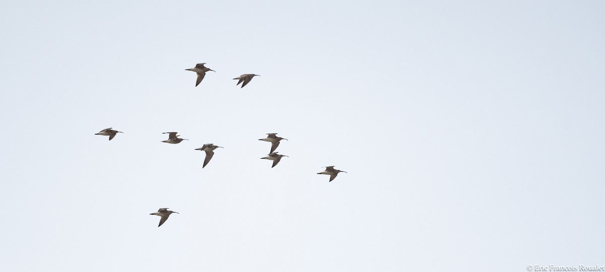 Whimbrel (European) - ML276326081