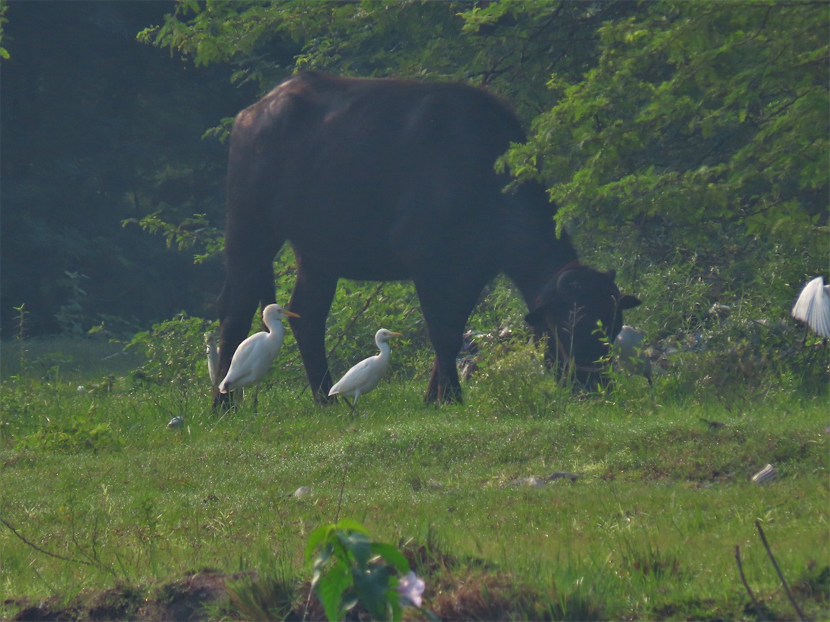 Eastern Cattle Egret - ML276326511