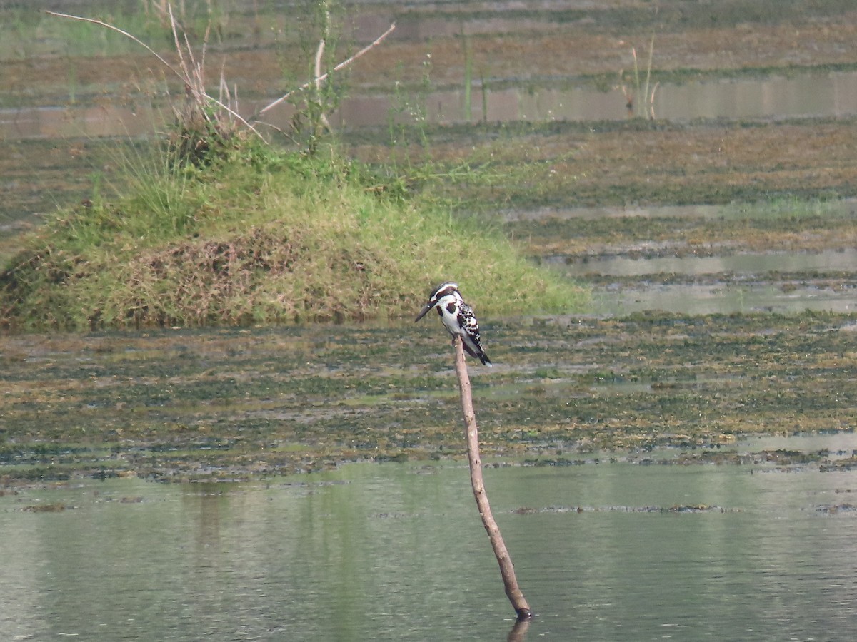 Pied Kingfisher - ML276326521