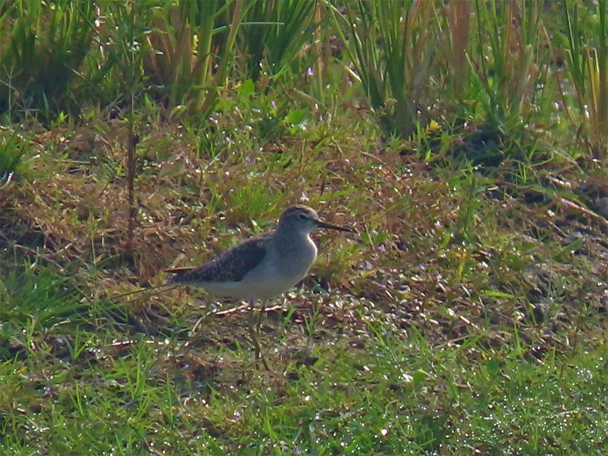 Common Greenshank - ML276326591