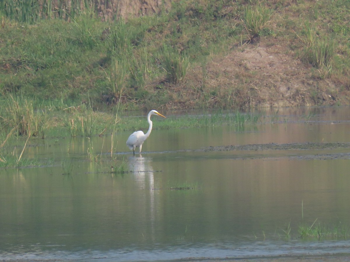 Great Egret - ML276326601