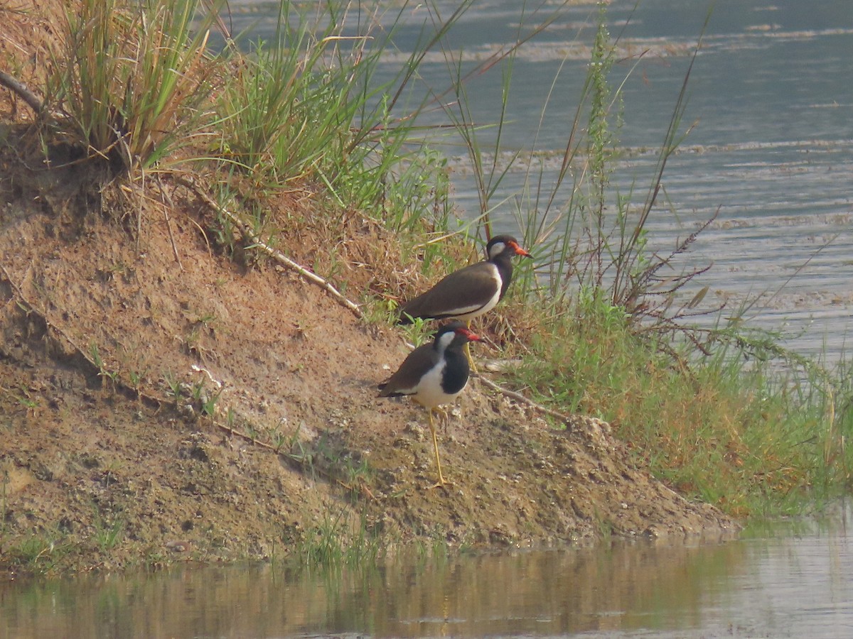 Red-wattled Lapwing - ML276326901