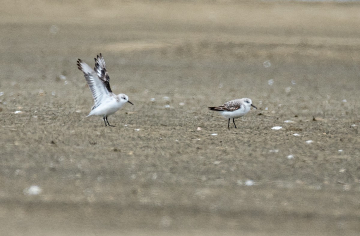 Sanderling - ML276327001