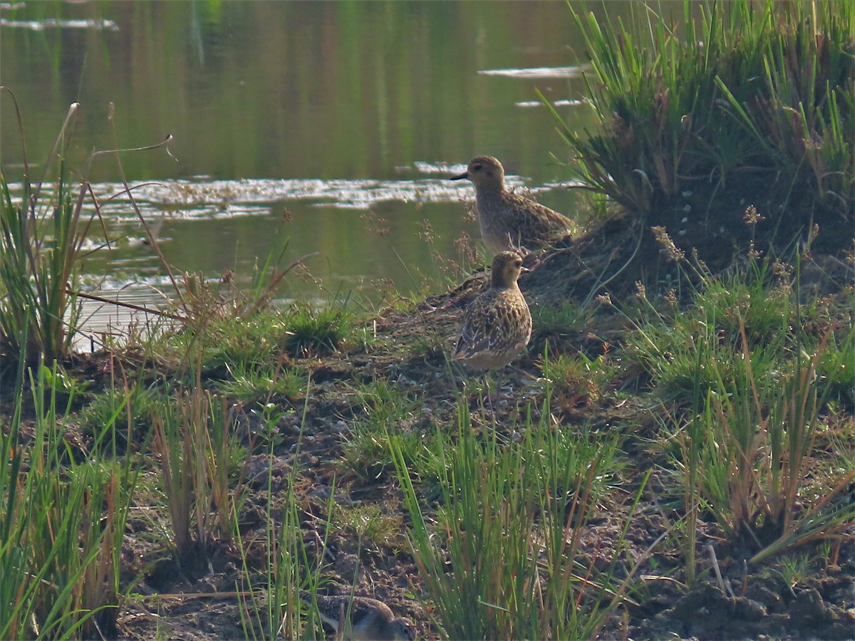 Pacific Golden-Plover - ML276327671