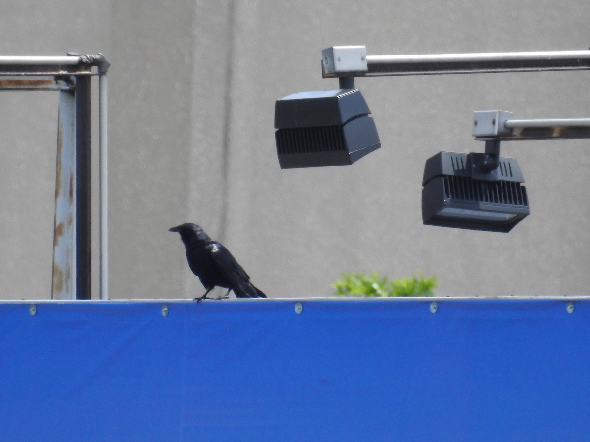 American Crow - ML276331211