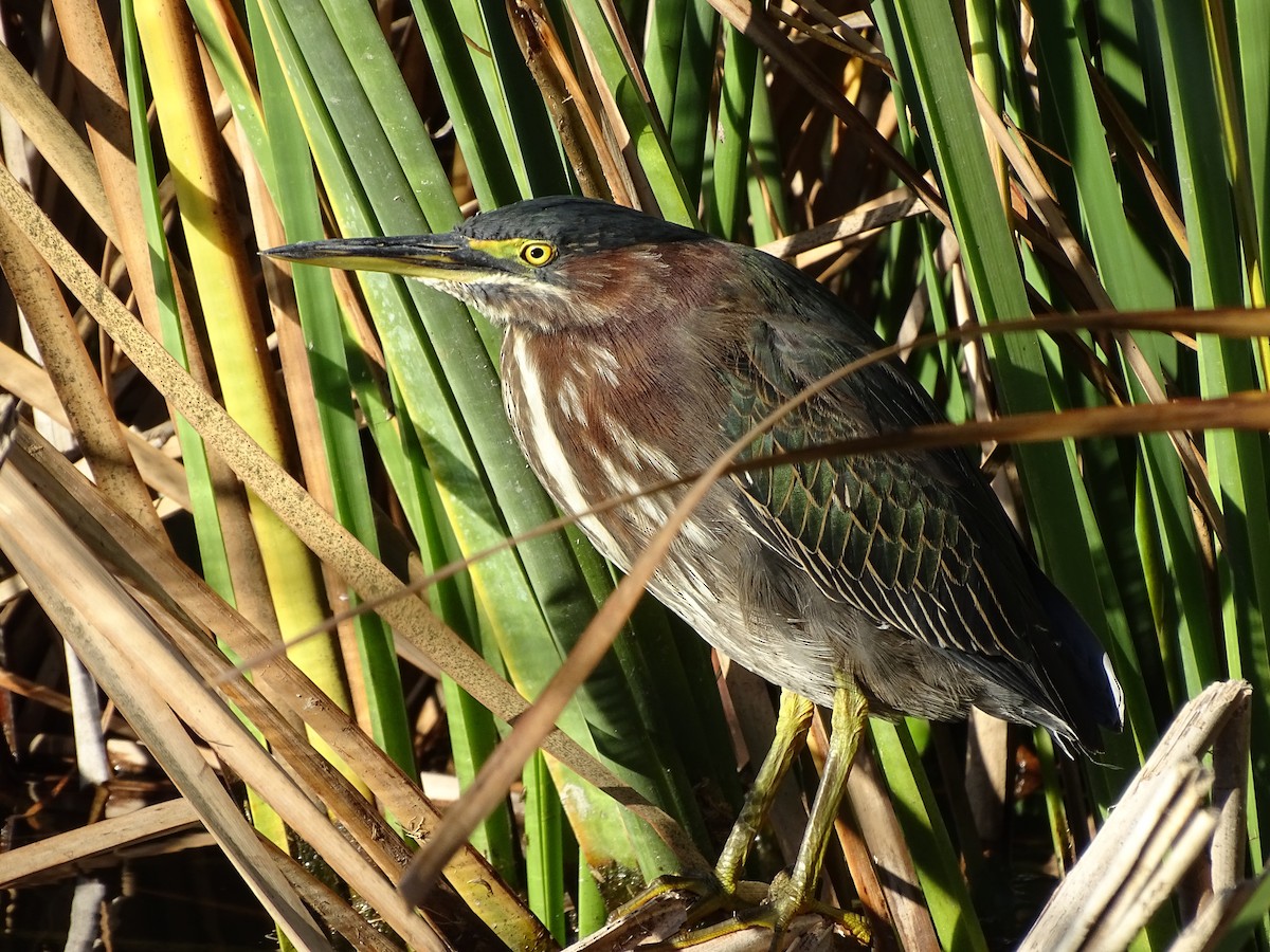 Green Heron - ML276333011