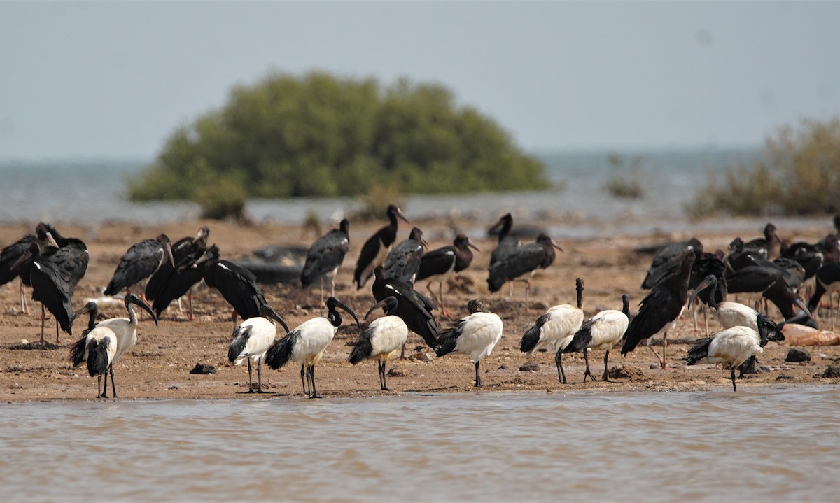 African Sacred Ibis - ML276333411