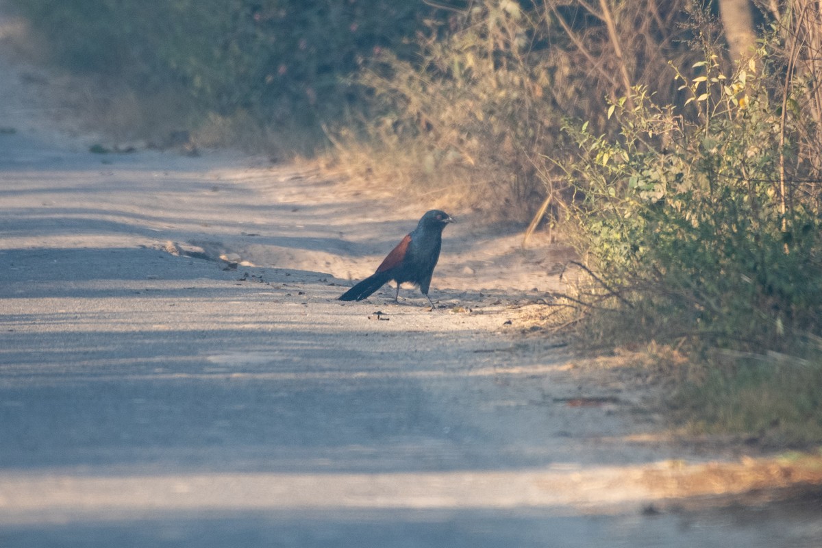 Greater Coucal - ML276333591