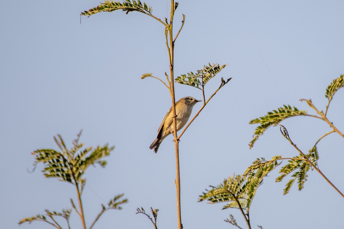 Hume's Warbler - ML276334271
