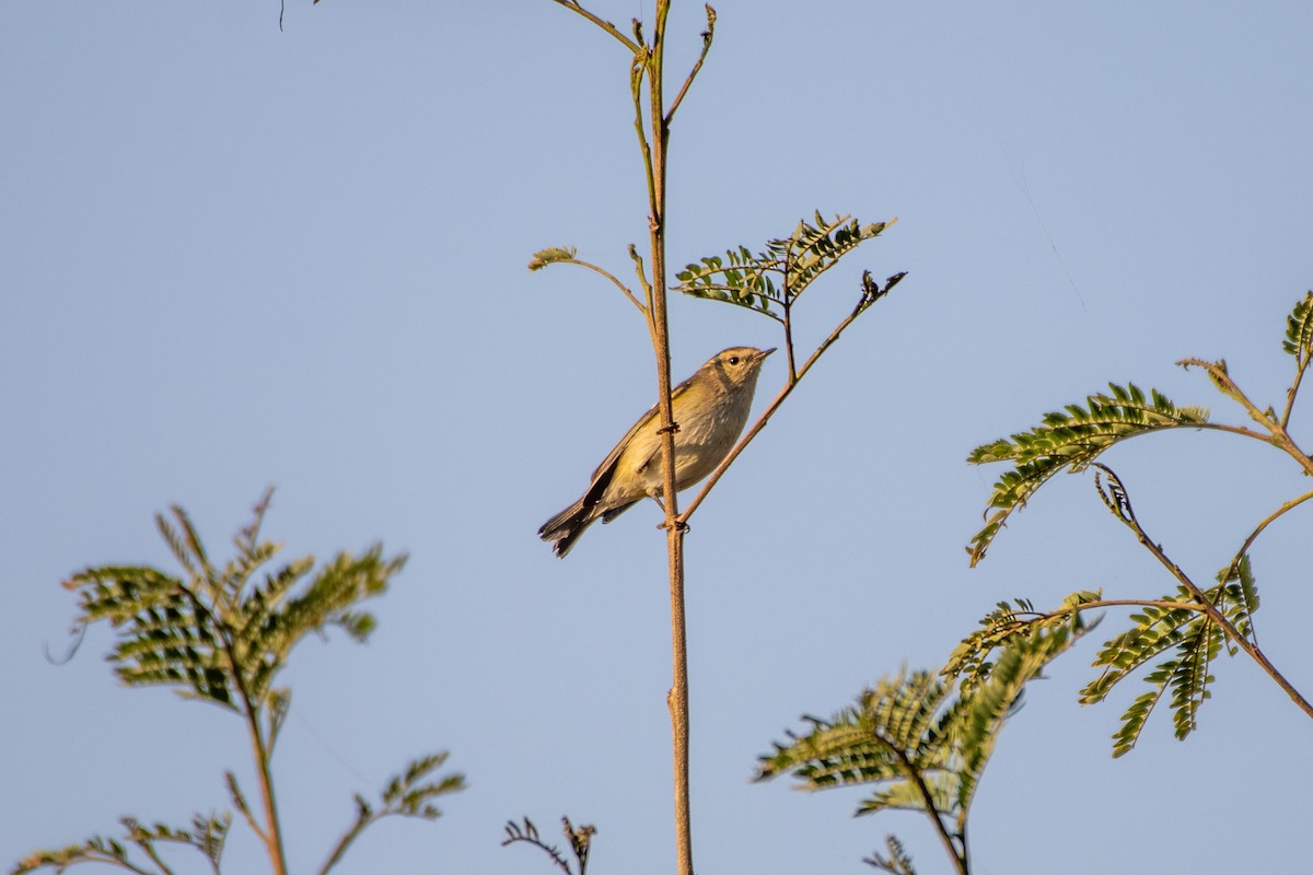 Hume's Warbler - ML276334281