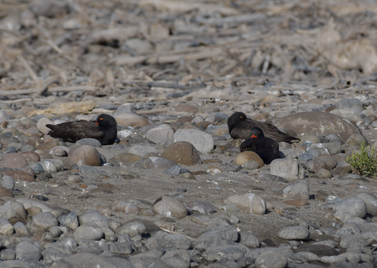 Blackish Oystercatcher - ML276335861