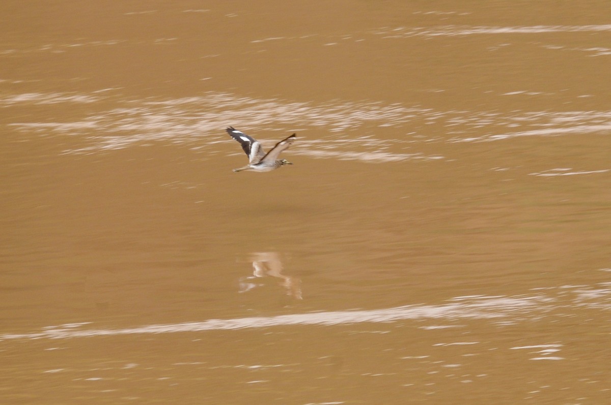 Senegal Thick-knee - ML276339141