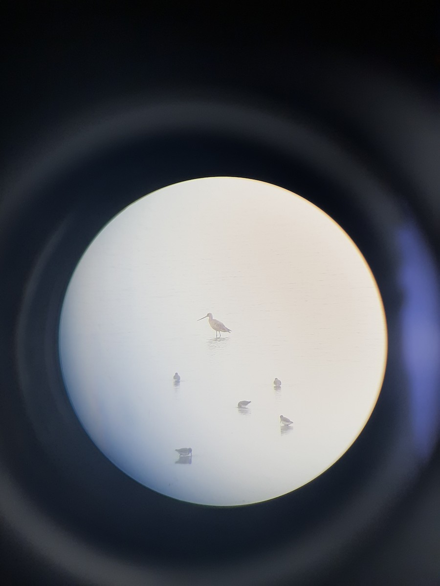 Hudsonian Godwit - ML276339351