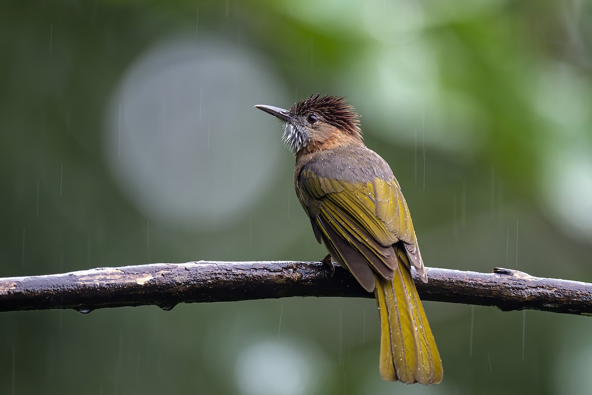 Mountain Bulbul - ML276339871