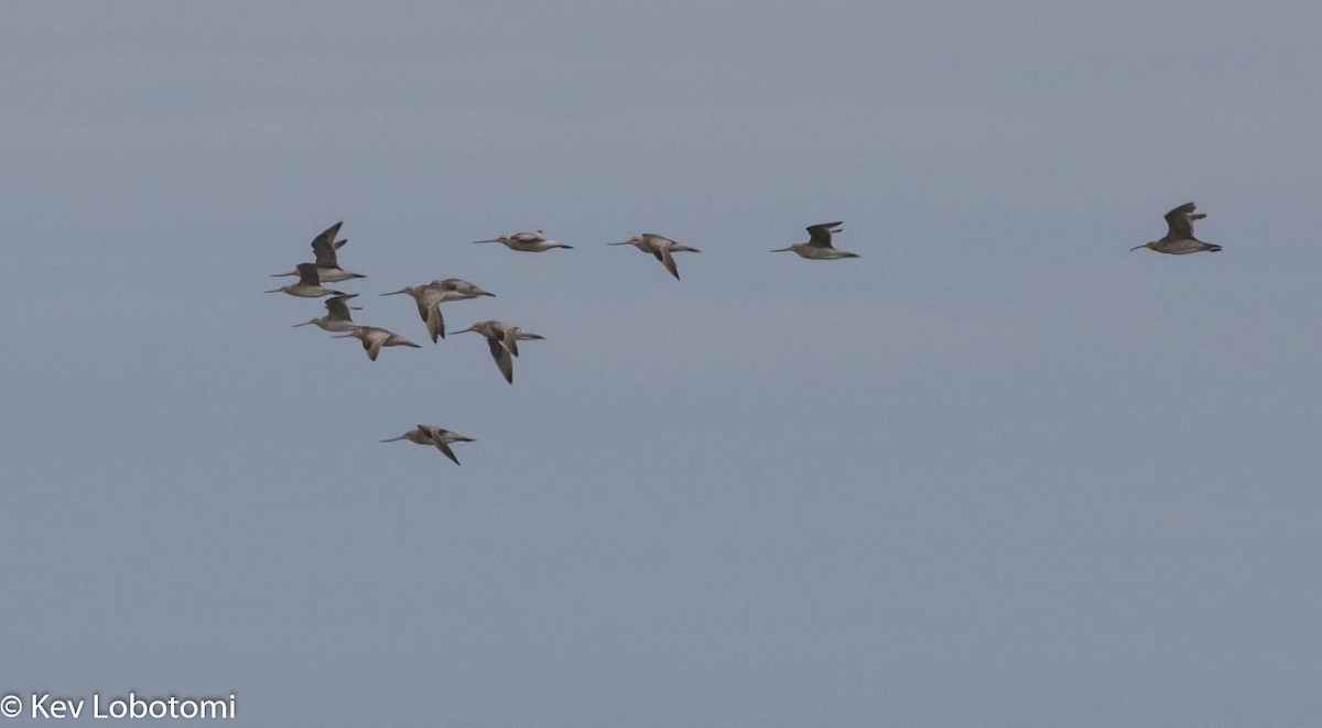 Whimbrel (White-rumped) - Kevin Bartram