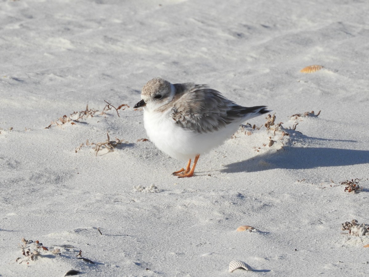 Piping Plover - Shane Carroll