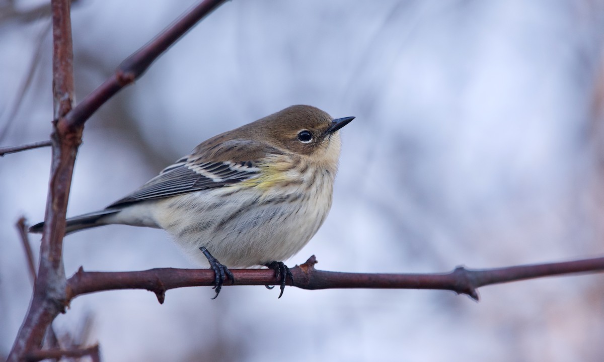 Yellow-rumped Warbler (Myrtle) - ML276341011