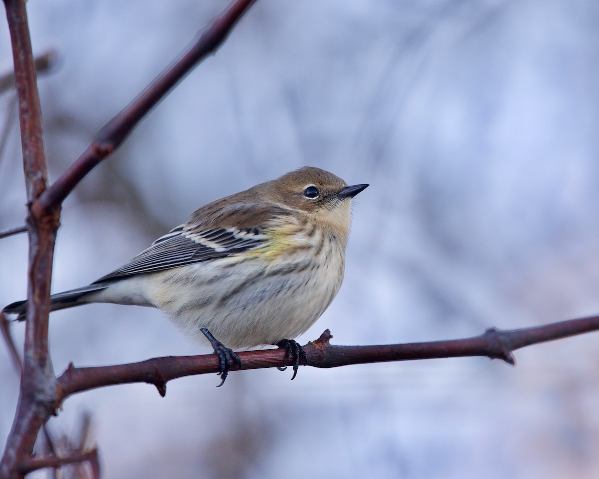 Yellow-rumped Warbler (Myrtle) - ML276341021