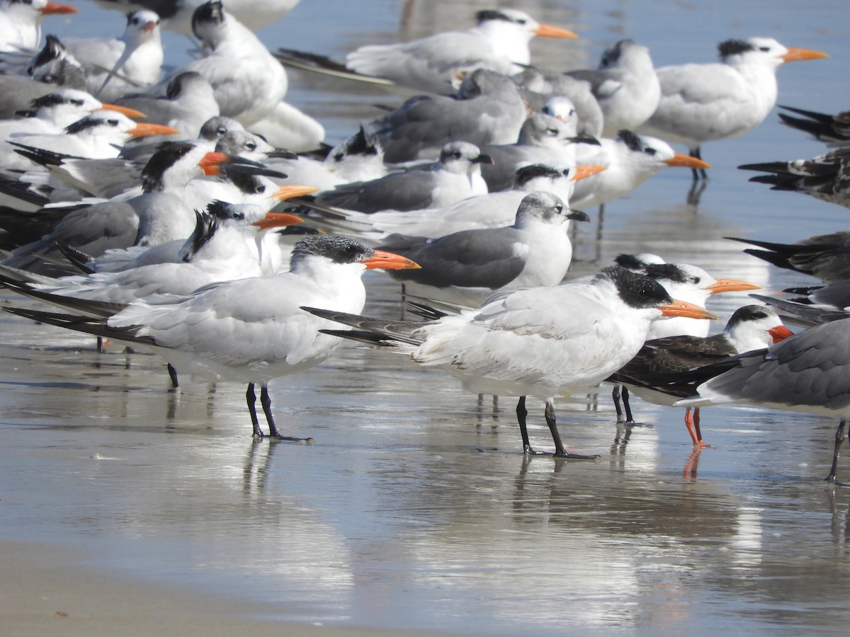 Caspian Tern - ML276341671