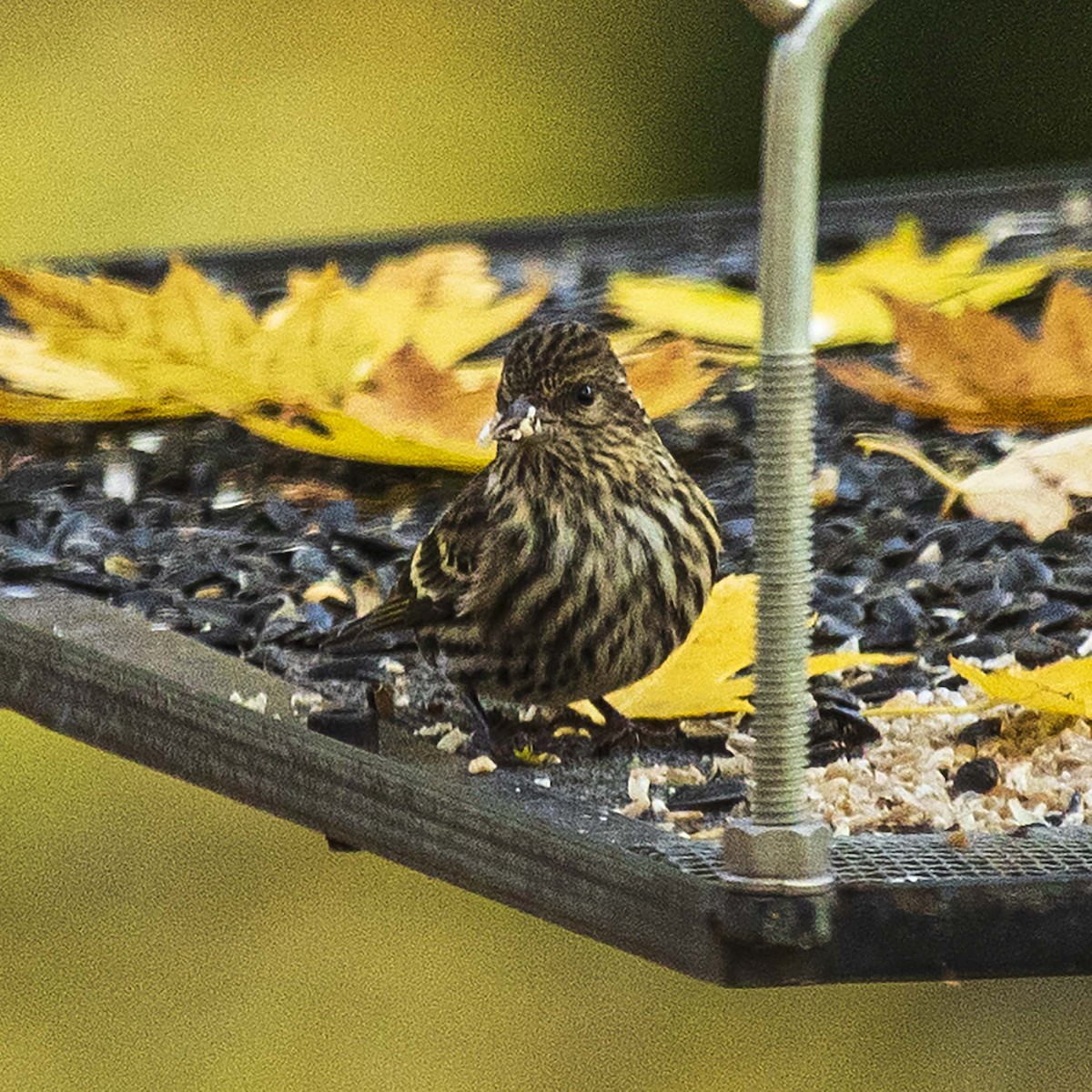 Pine Siskin - Mark Plessner