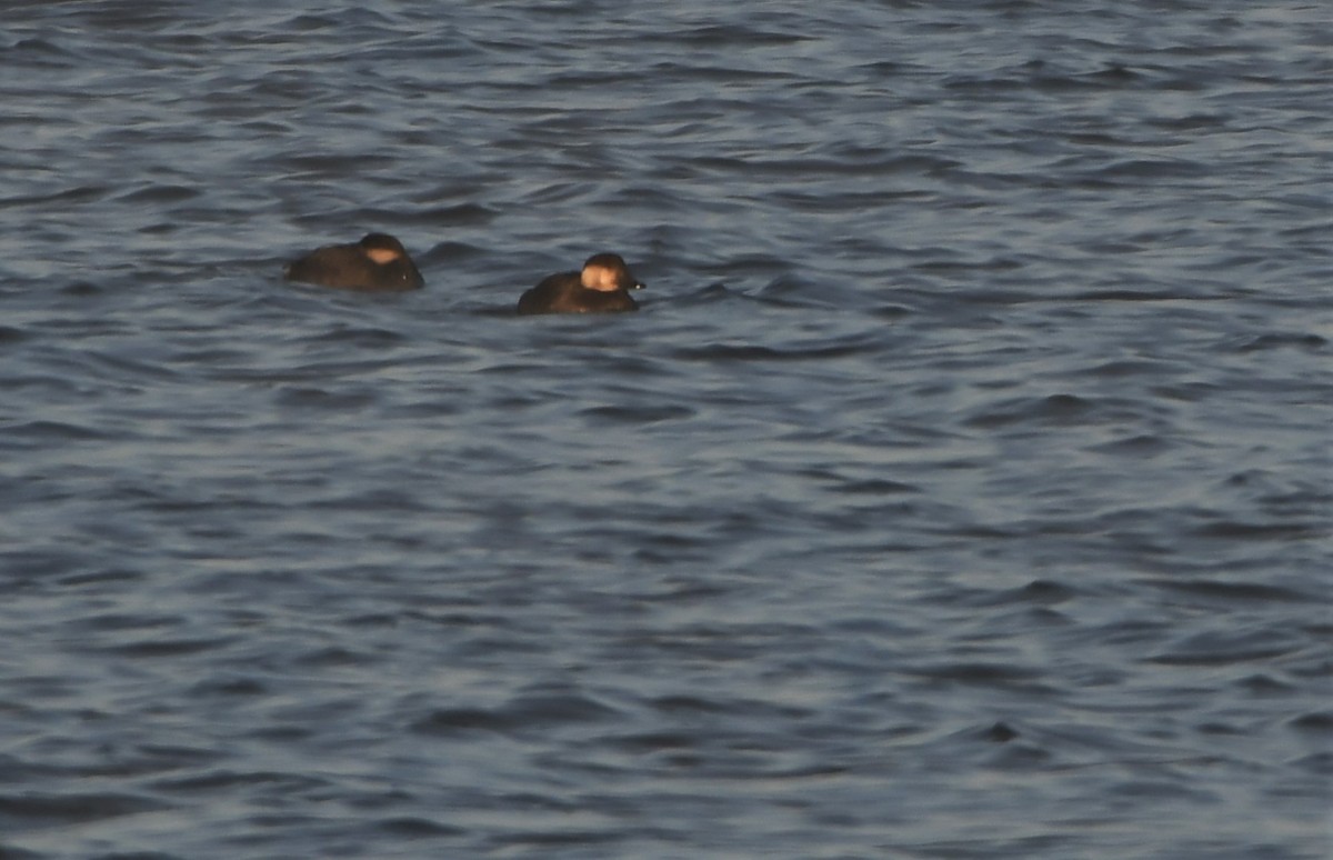 Black Scoter - ML276342011