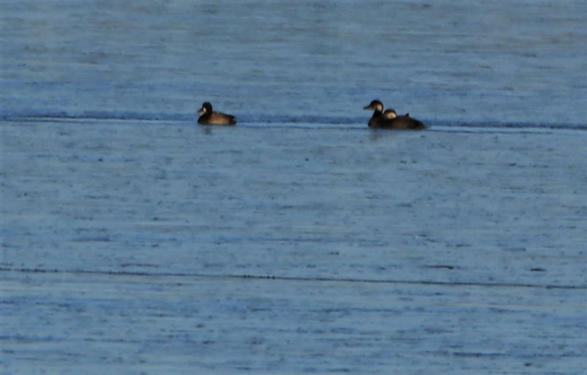 Black Scoter - ML276342671