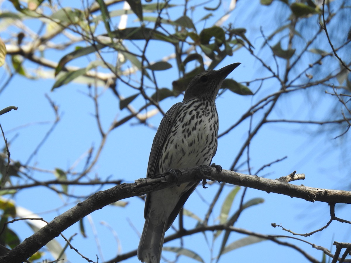 Olive-backed Oriole - ML276342771