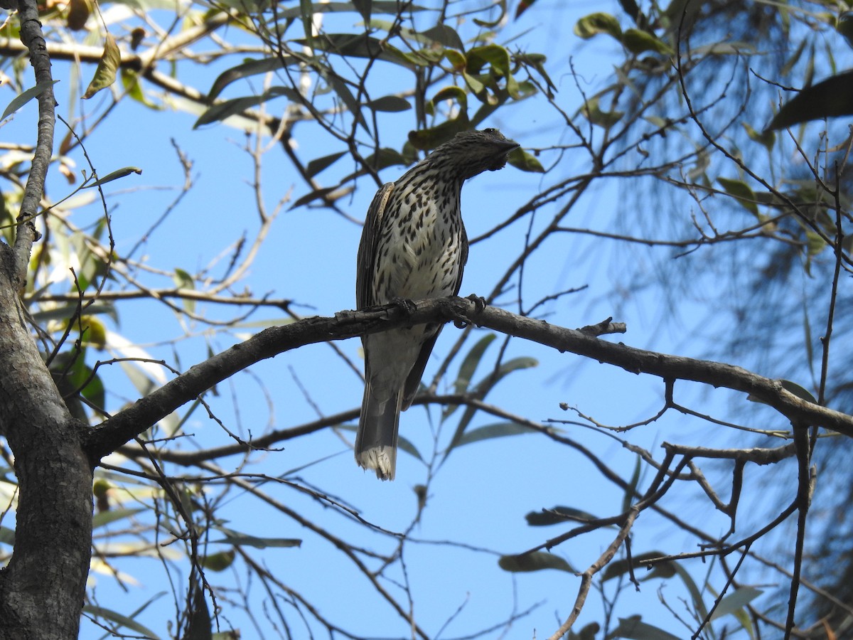 Olive-backed Oriole - ML276342801
