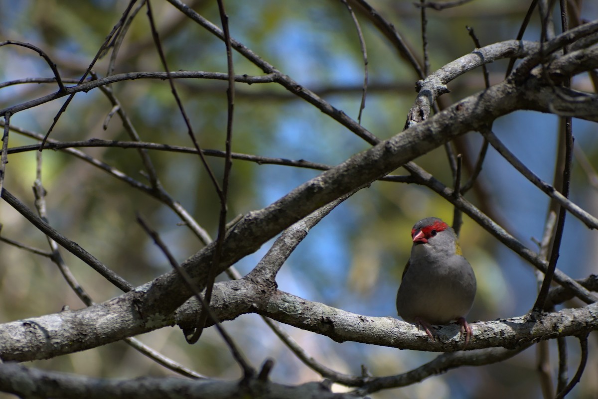 Red-browed Firetail - ML276343191