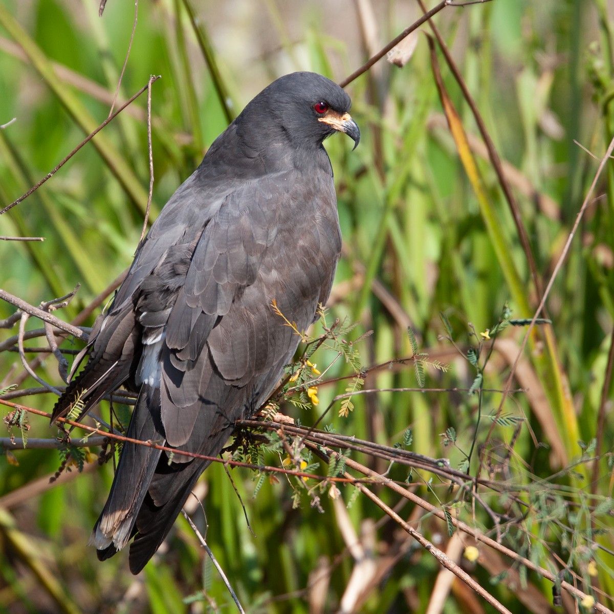 Snail Kite - Werner Suter