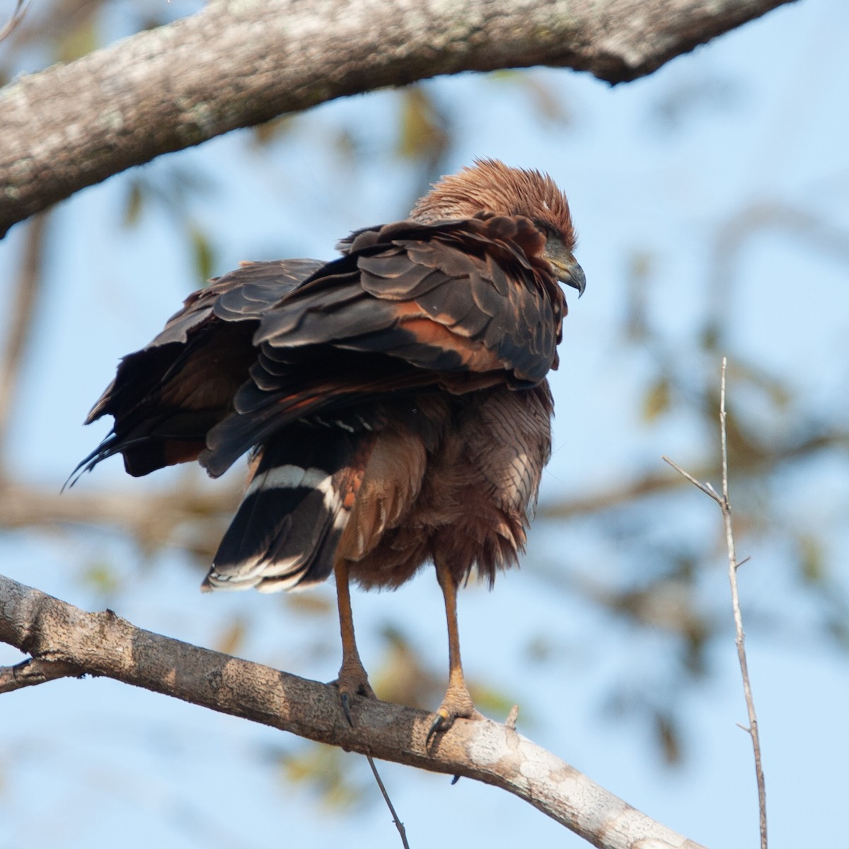 Savanna Hawk - Werner Suter