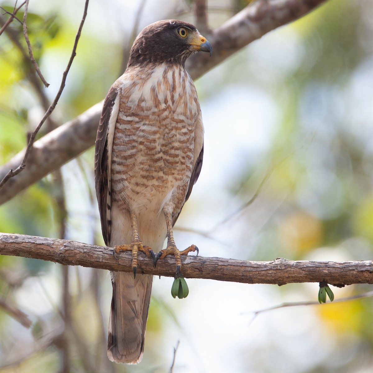 Roadside Hawk - ML276345171