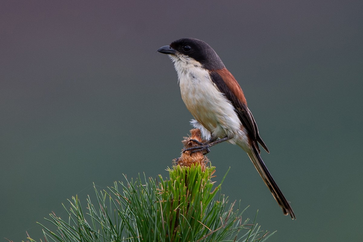 Burmese Shrike - ML276345311