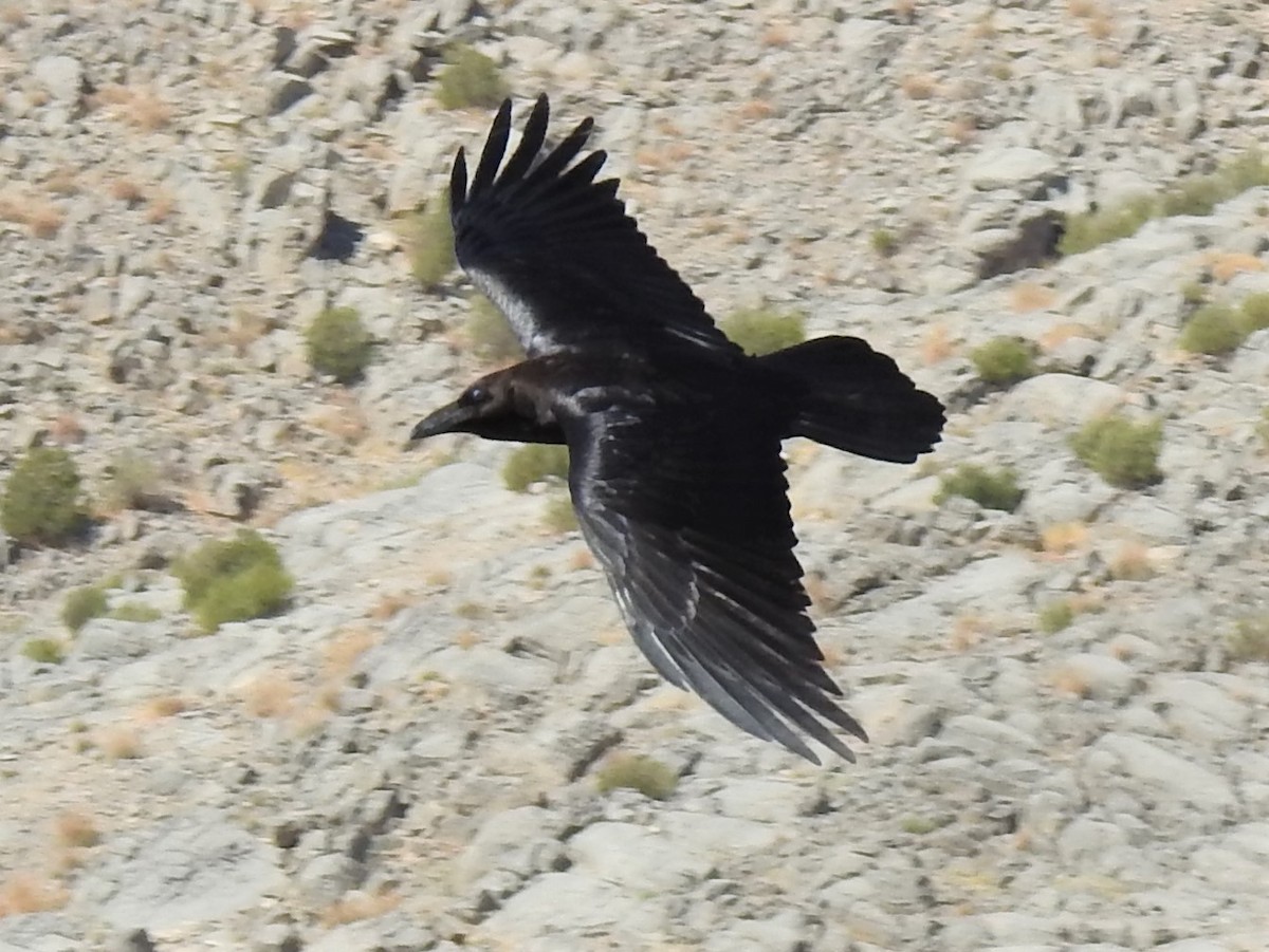Brown-necked Raven - ML276345621