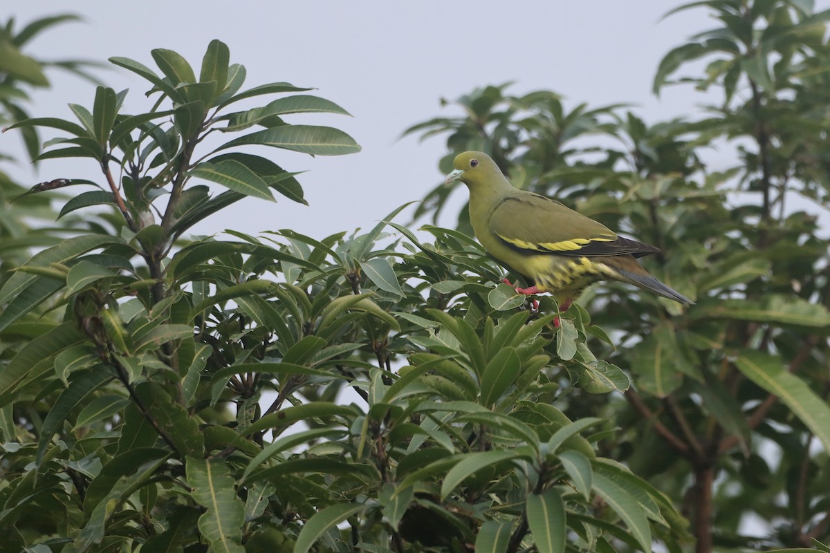 橙胸綠鳩 - ML276347491