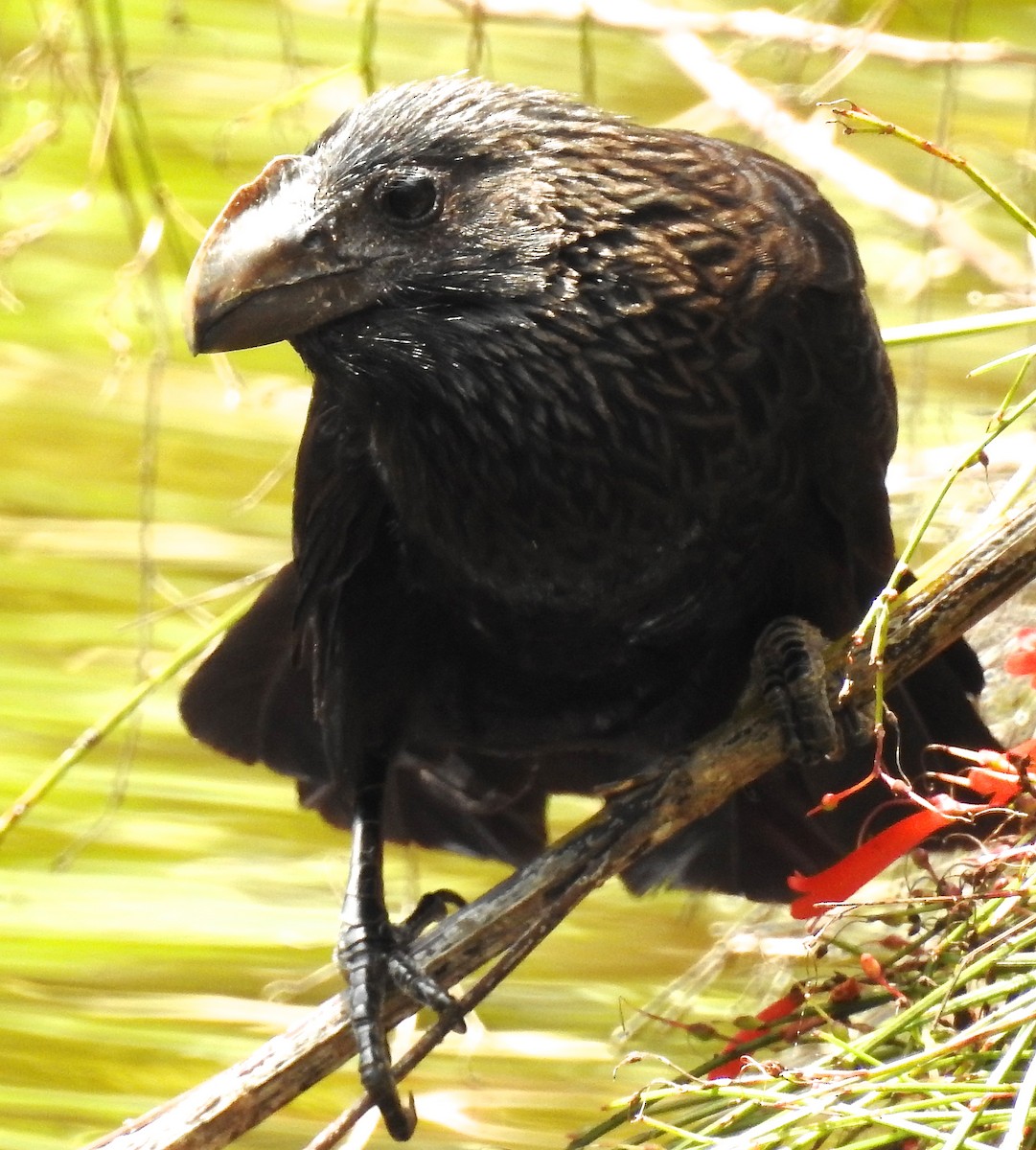 Smooth-billed Ani - Erika Gates