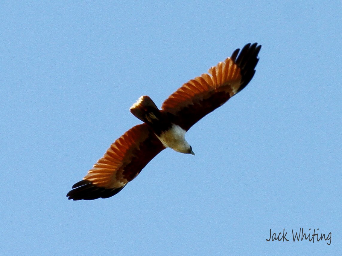 Brahminy Kite - ML276349981