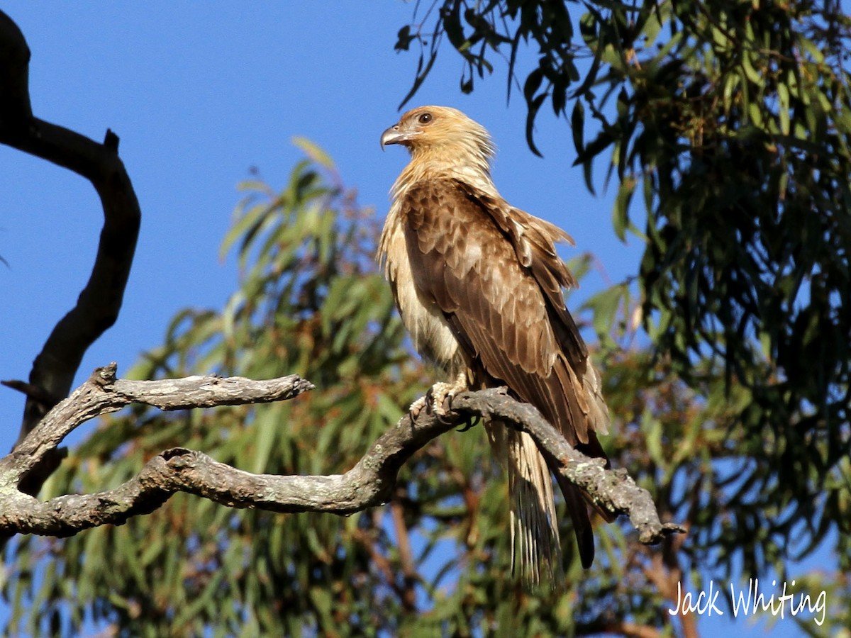 Whistling Kite - ML276350011