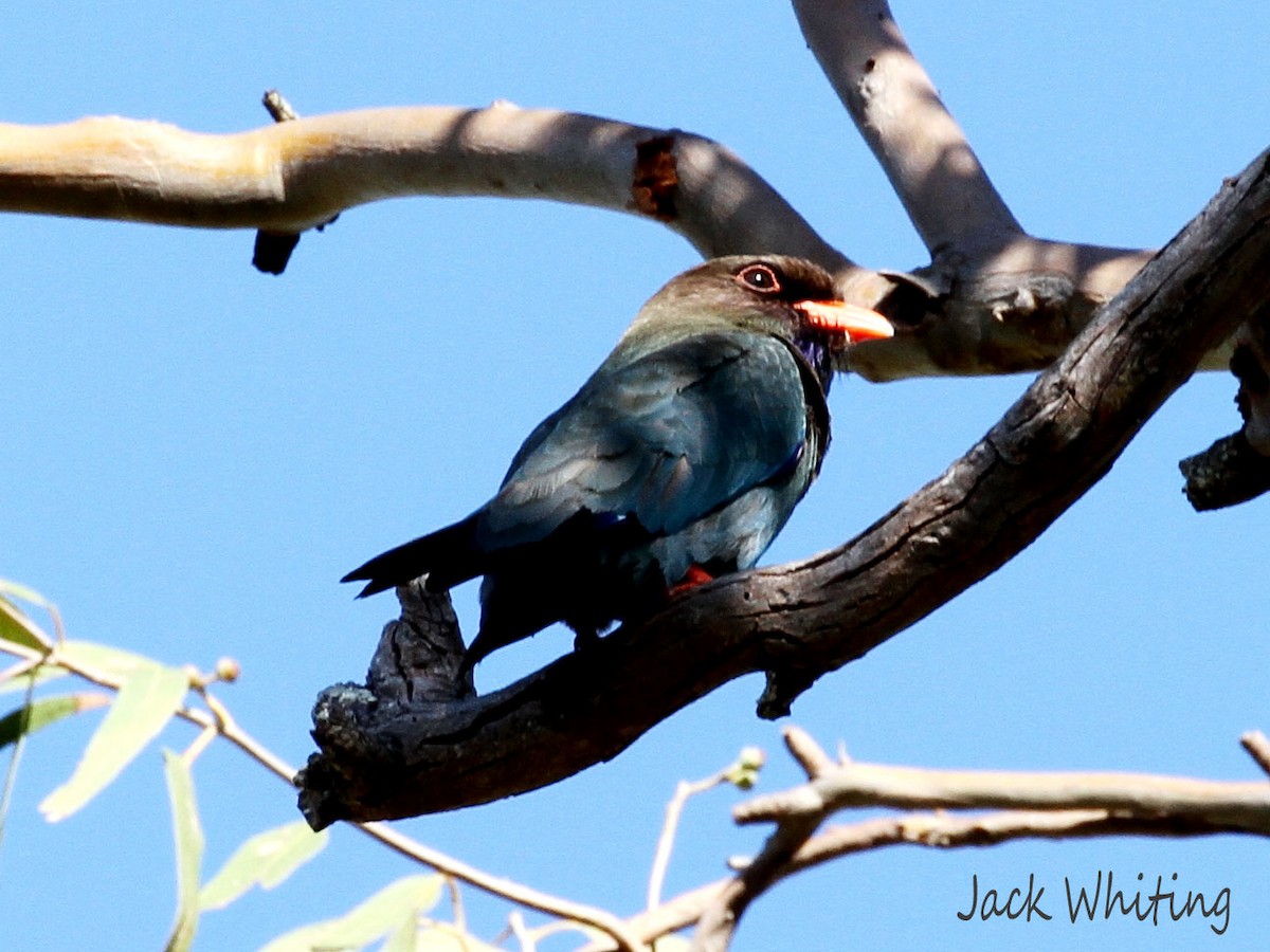 Dollarbird - ML276350101