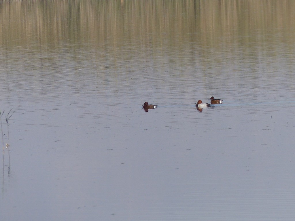 Ferruginous Duck - ML276351181