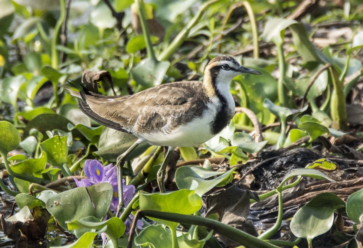 Pheasant-tailed Jacana - ML276351231