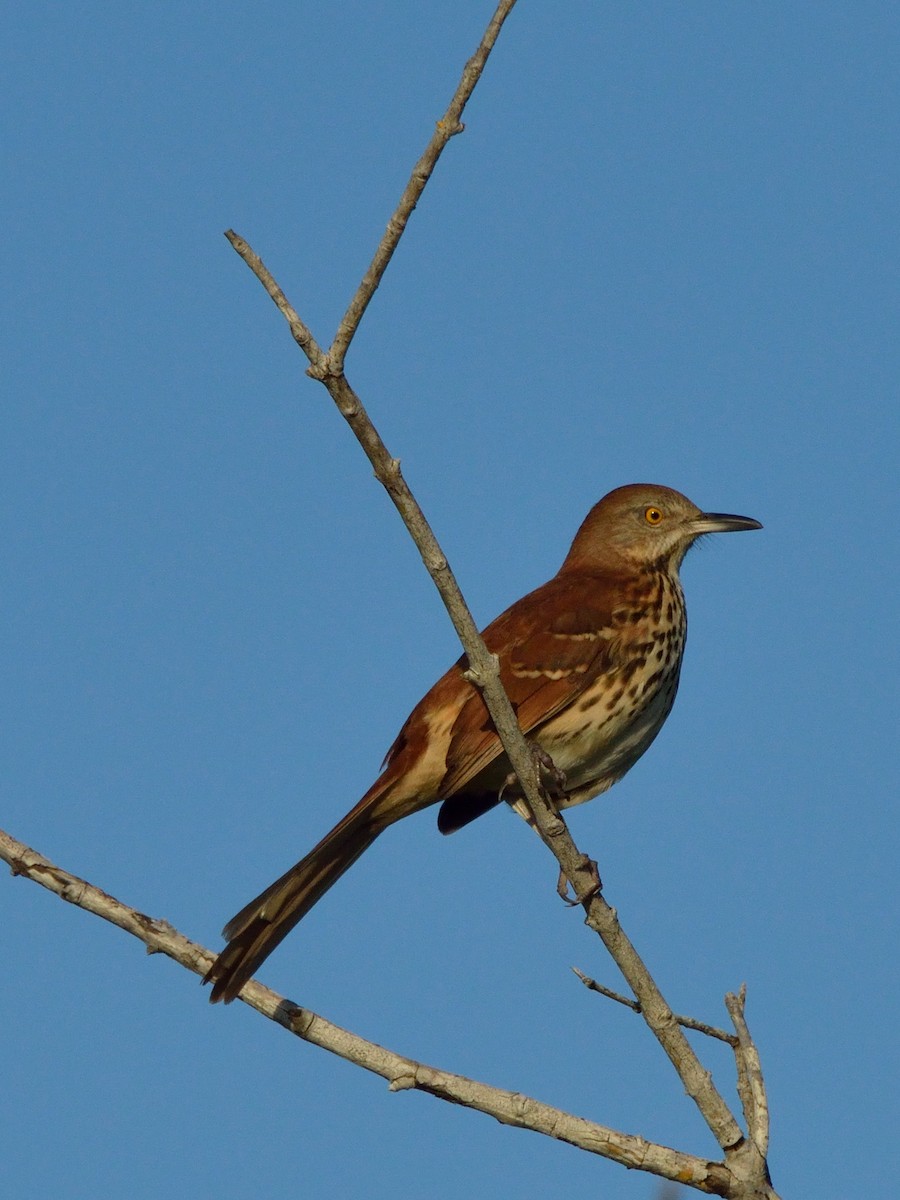 Brown Thrasher - ML276351821