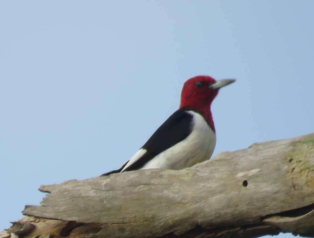 Red-headed Woodpecker - ML276351911