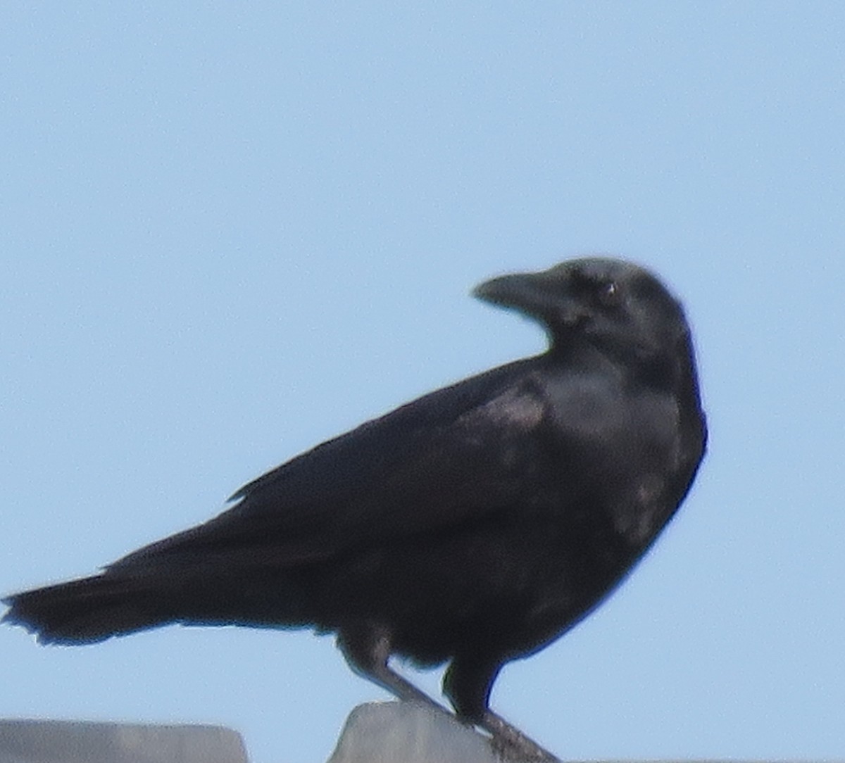 American Crow - ML276352011