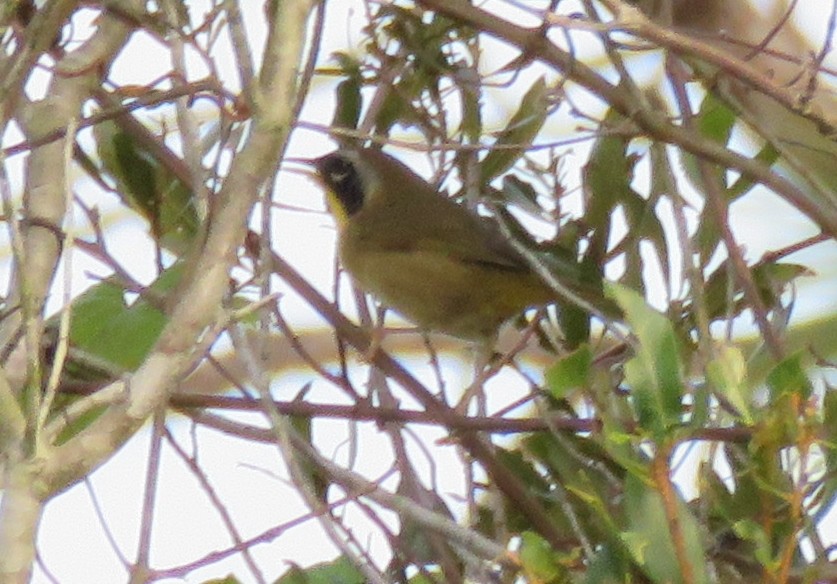 Common Yellowthroat - ML276352121