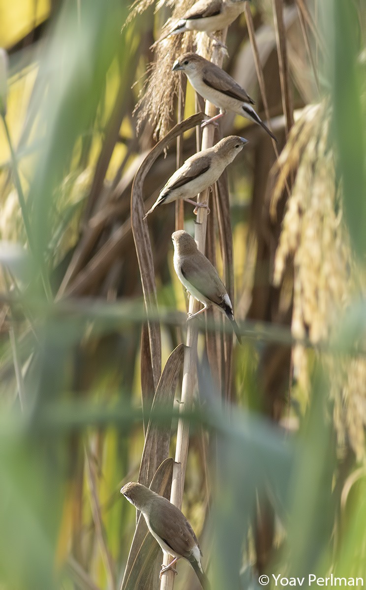 Indian Silverbill - ML276352461