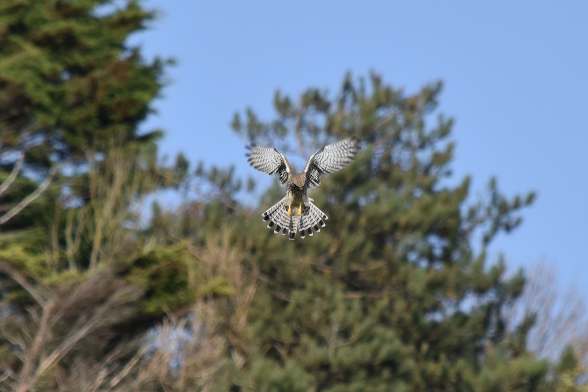 Eurasian Kestrel - ML276354921