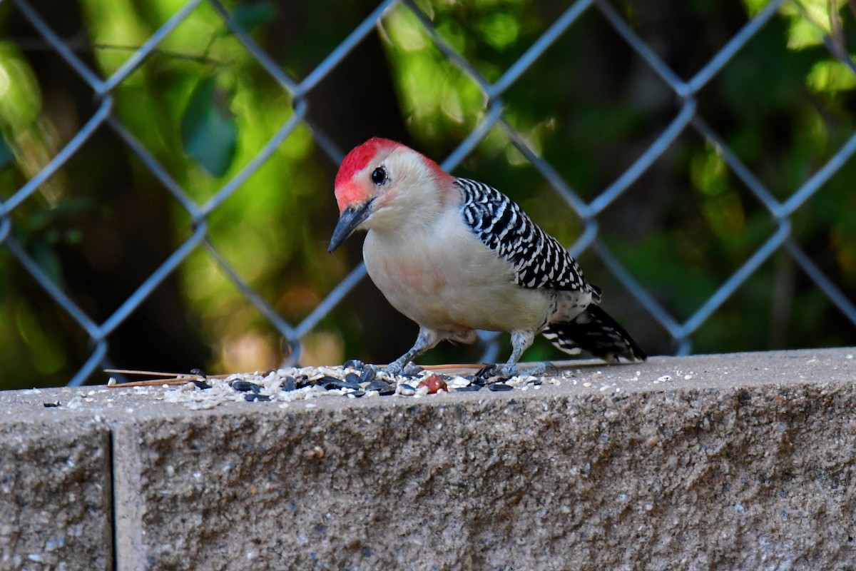Red-bellied Woodpecker - ML276355051